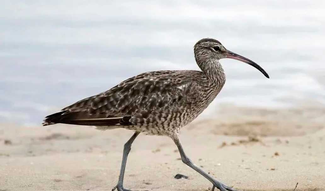 Numenius madagascariensis: The Migratory Giant of East Asian and Australian Wetlands