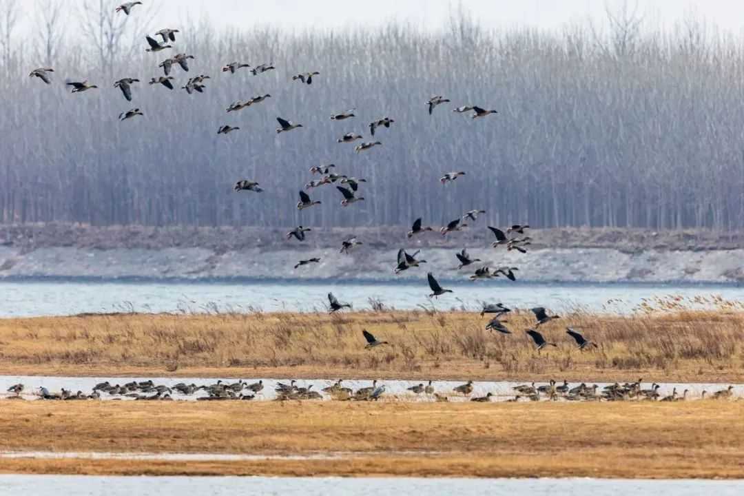 Aquatic Birds: Masters of the Open Water