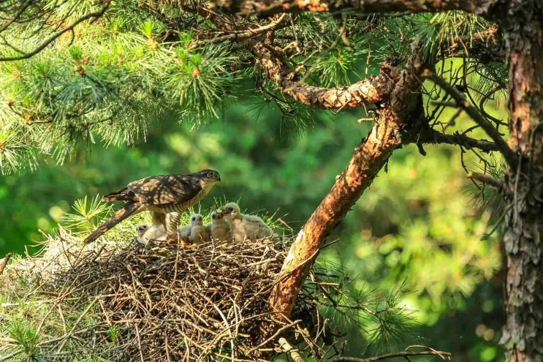 Birds of Prey: Nature's Aerial Predators