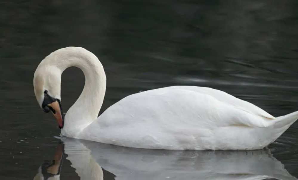 The Graceful Mute Swan: A Majestic Presence in Wetland Skies