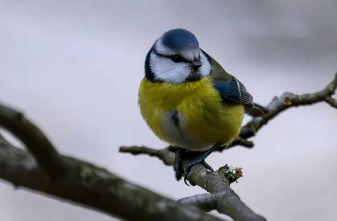 The Charming Blue Tit: A Tiny Jewel of European Woodlands