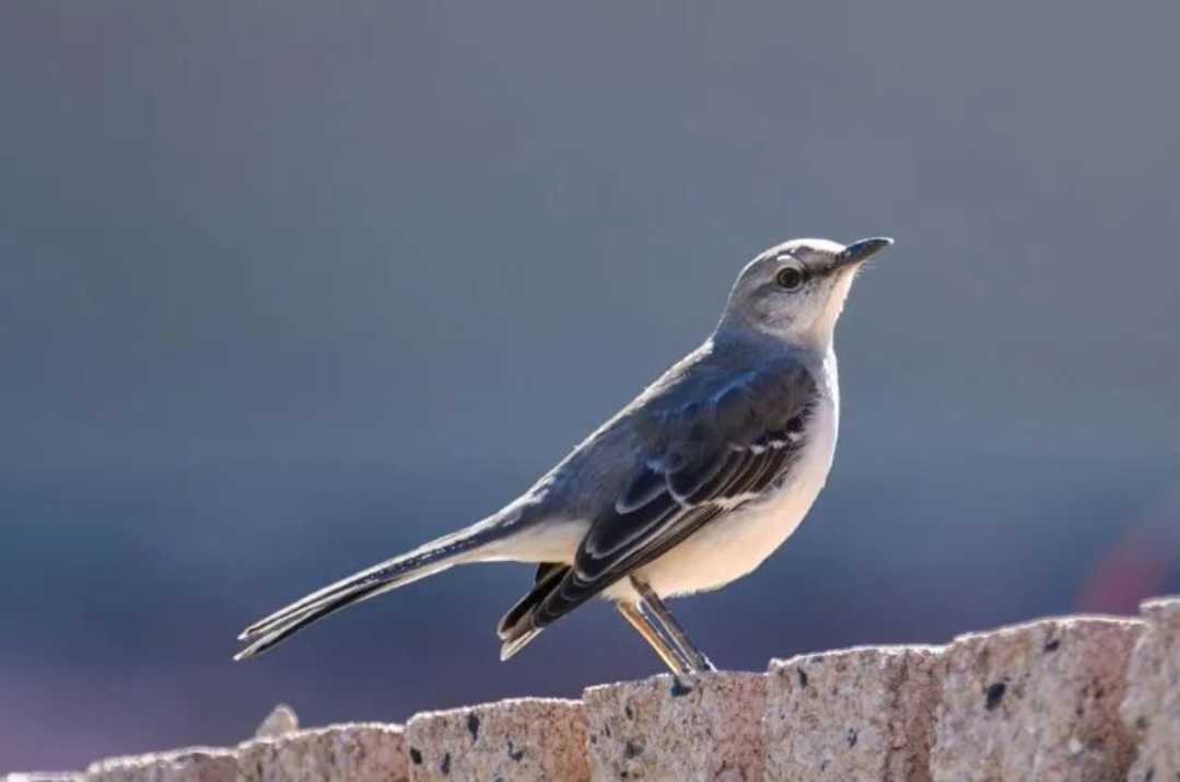 The Enigmatic Northern Mockingbird: A Master of Imitation