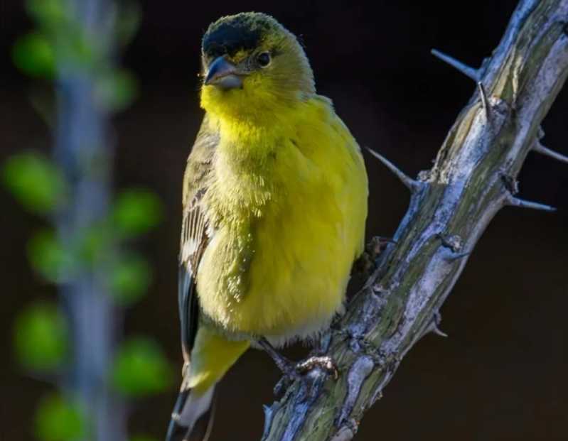 Dark - Backed Goldfinch: A Radiant Gem of the Avian World