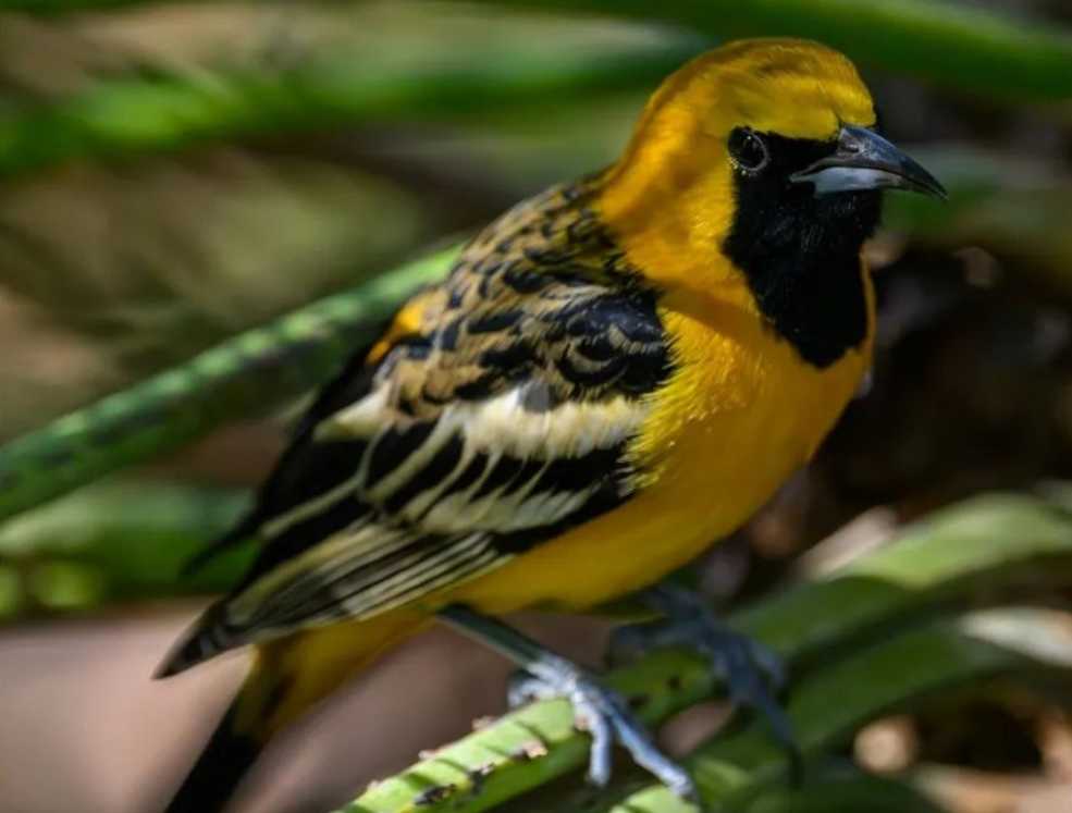 Hooded Oriole: A Vivid Ornament of the Avian Realm