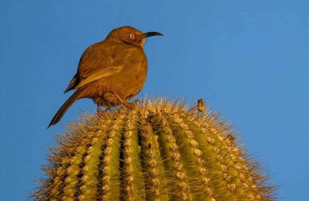 The Adaptable Curve - Billed Thrasher: A Sonorous Songster of the Southwest