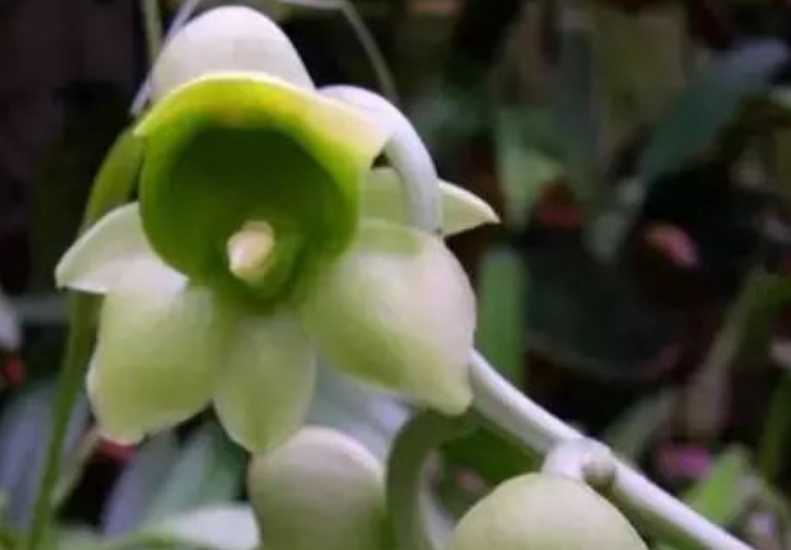 Enigmatic Dragon's Beard Orchid: A Tropical Botanical Marvel