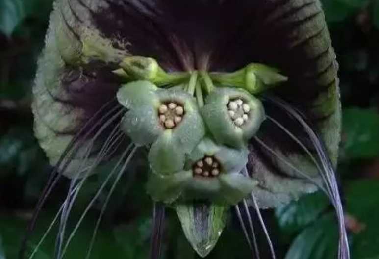 The Fascinating Bat Flower: A Botanical Wonder