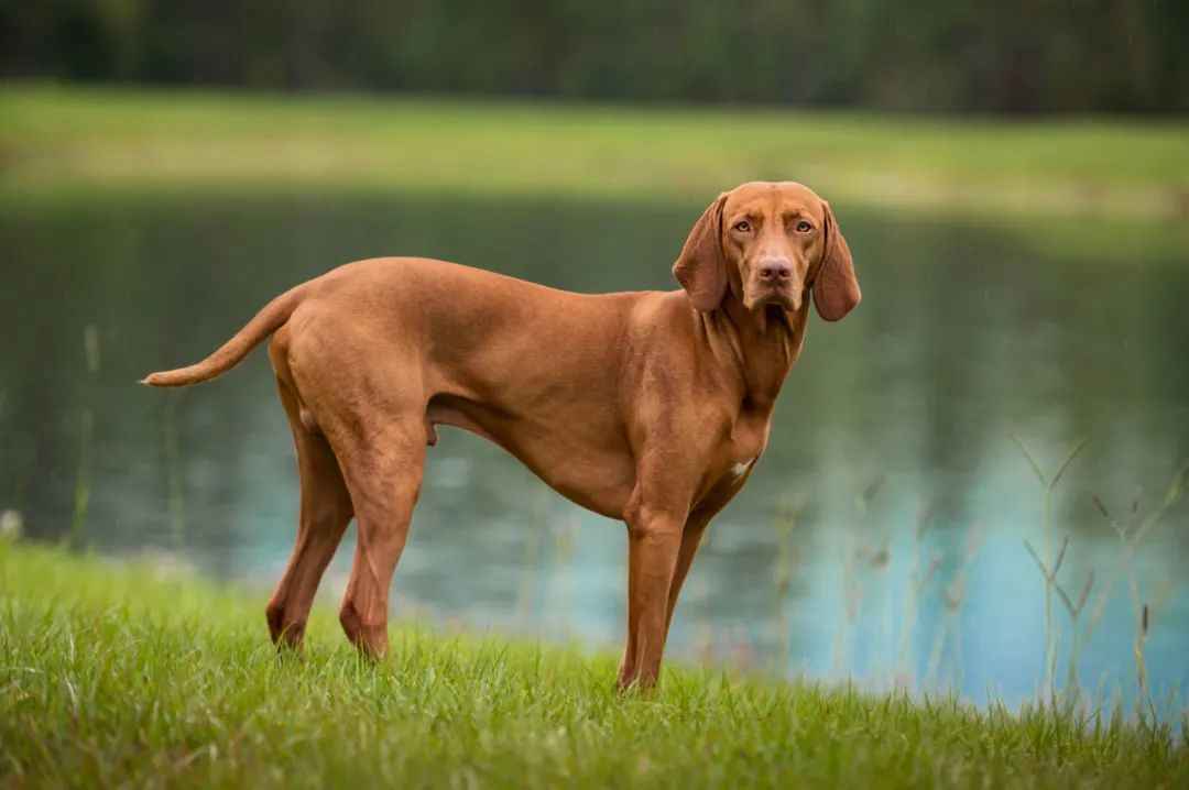 The Hungarian Falcon: Vizsla’s Grace and Loyalty