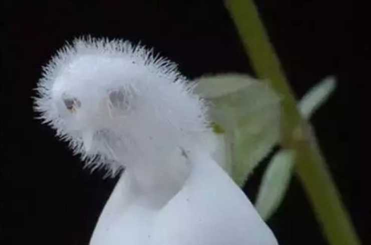 The Mysterious Casper Ghost Flower