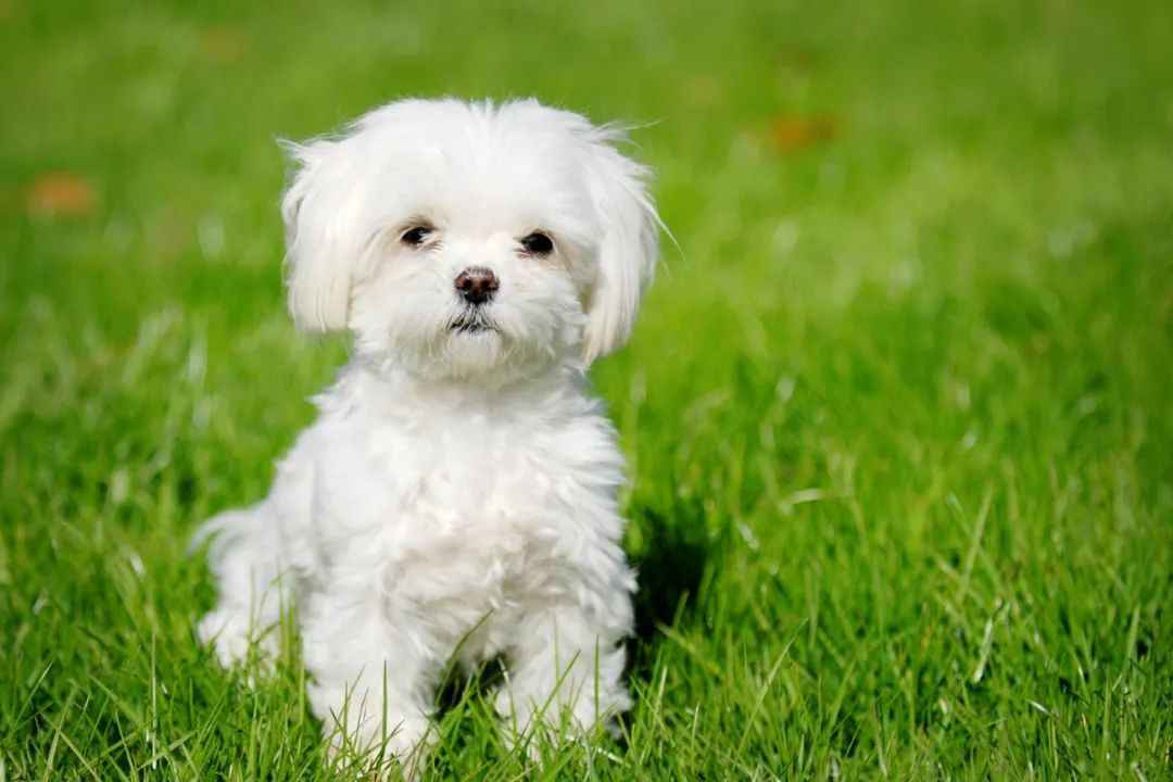 Timeless Elegance and Modern Charisma: The Enduring Allure of the Maltese Dog