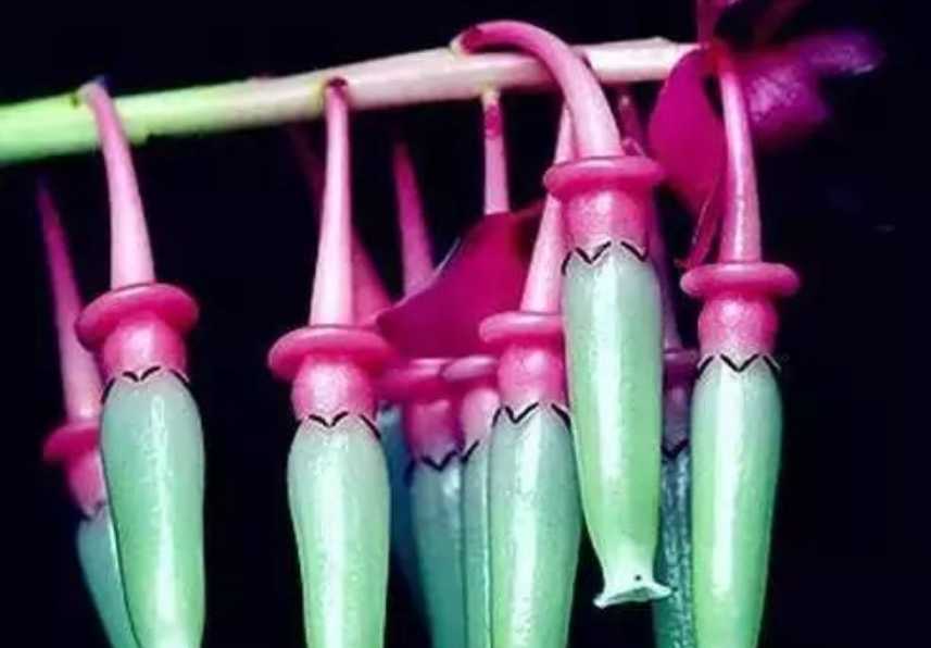 Unique Cavendishia grandifolia: A Tropical Botanical Marvel