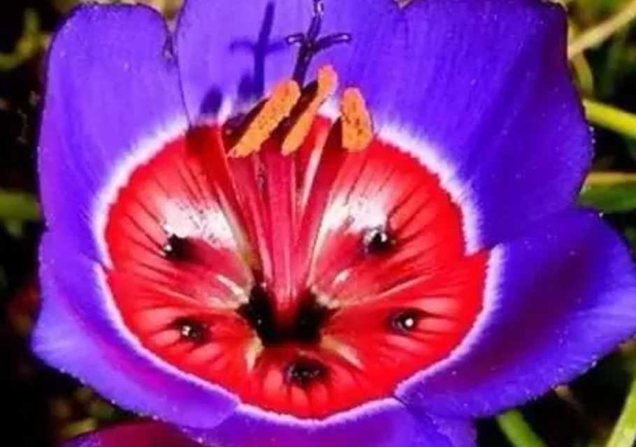 The Alluring and Bewitching Cupflower