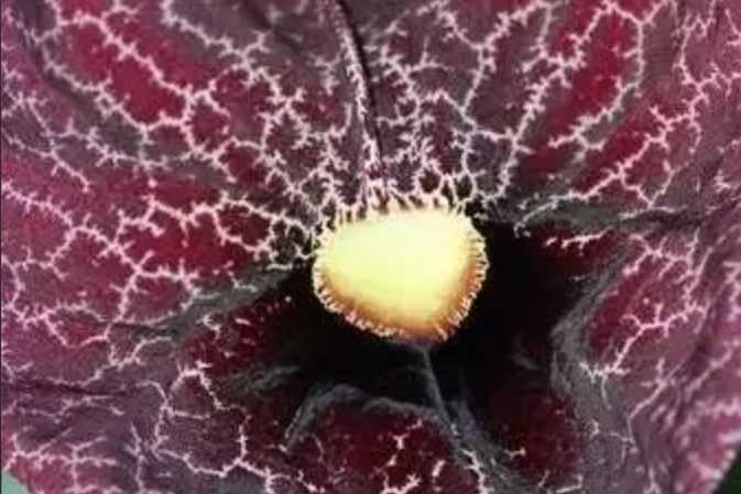 The Enigmatic Aristolochia: Nature's Architectural Wonder in Bloom