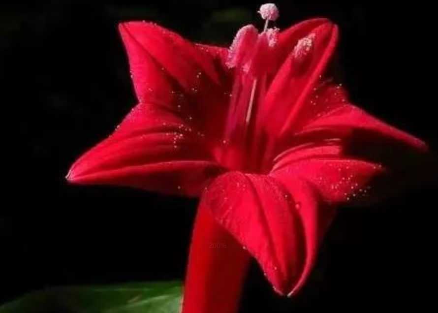 The Allure of Scarlet Blooms: Nature's Fiery Floral Display