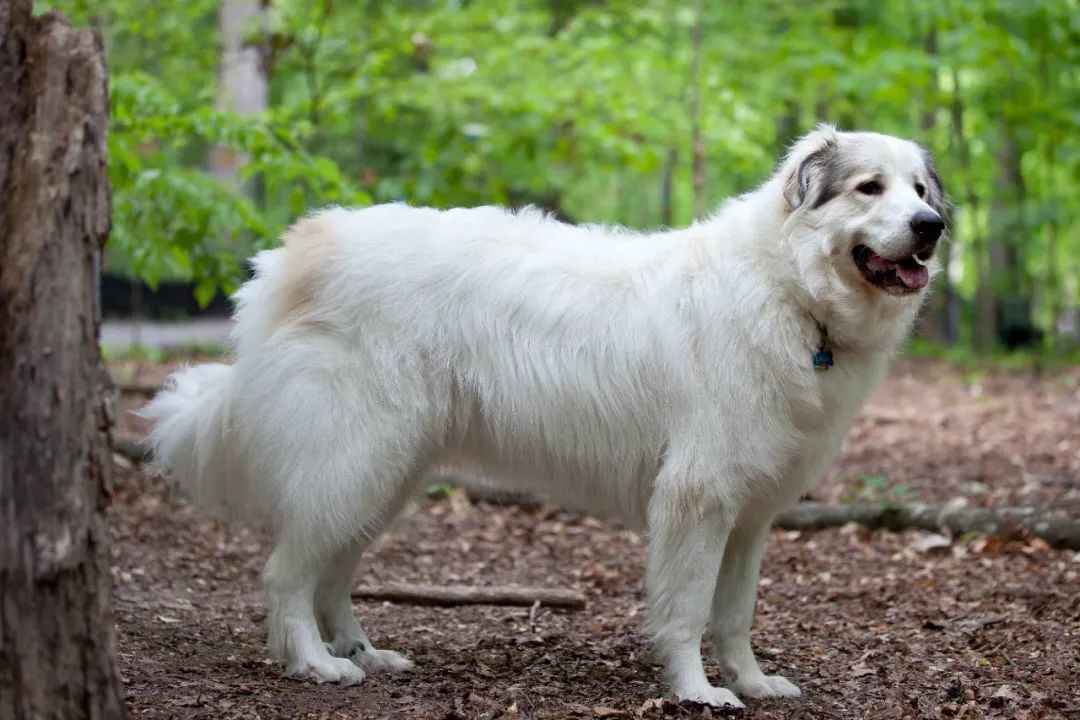 Majestic Great Pyrenees: A Gentle Giant with a Loyal Heart