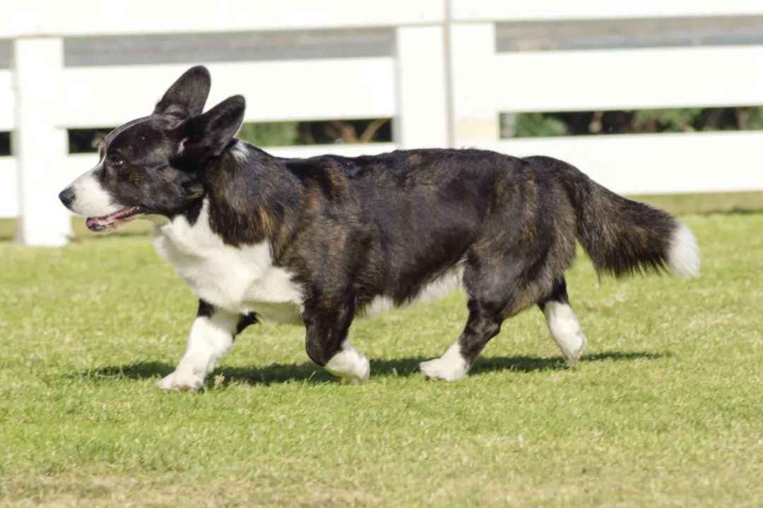 Cardigan Welsh Corgi: The Ancient Herder’s Timeless Appeal