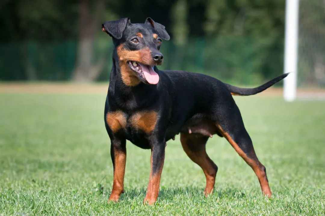 Miniature Pinscher: The Compact Canine with a Mighty Spirit