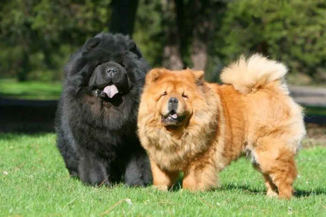 Chow Chow: A Majestic Breed with Ancient Roots and Unique Characteristics