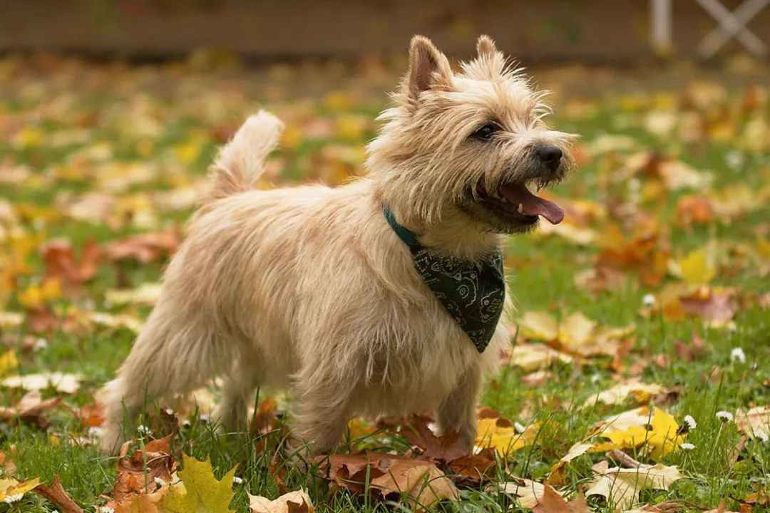 Cairn Terrier: The Resilient Scottish Hunter Turned Beloved Family Companion
