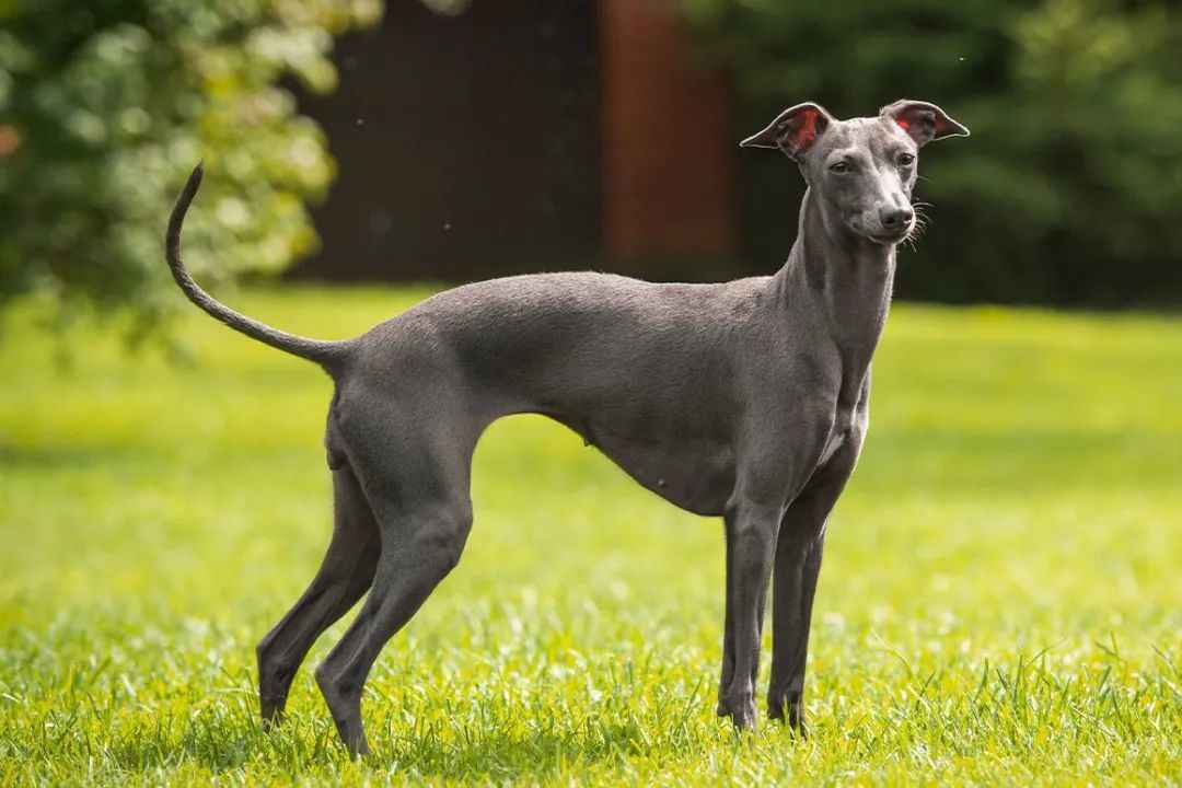 Revealed: The Graceful Italian Greyhound – A Breed of Elegance and Loyalty