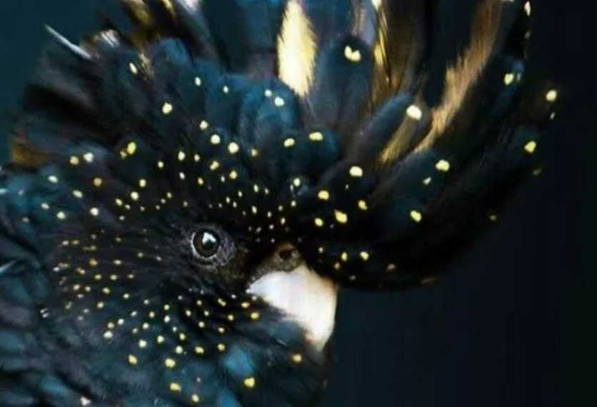 Masked Shining Parrot: A Radiant Avian Gem