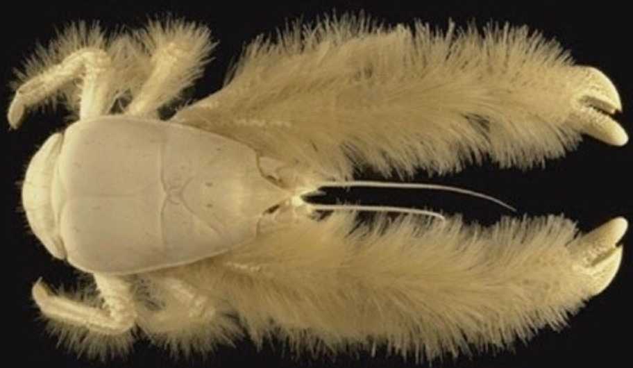 The Yeti Crab: Deep-Sea Marvel with Hairy Pincers and a Chemosynthetic Lifestyle