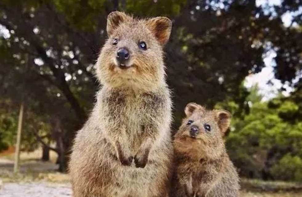 The Quokka: Australia’s Cheerful 'Smiling' Marsupial Endemic to Rottnest Island