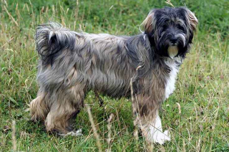 Tibetan Terrier: The Enigmatic Himalayan Companion with a Storied Past