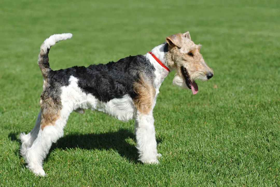 Wire Fox Terrier: A Spirited Hunter Blending Sporting Prowess with Family Warmth