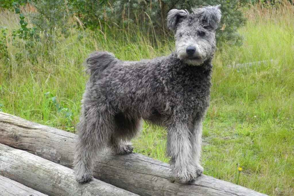 Pumi: Hungary's Versatile Herding Dog Conquers Global Stages