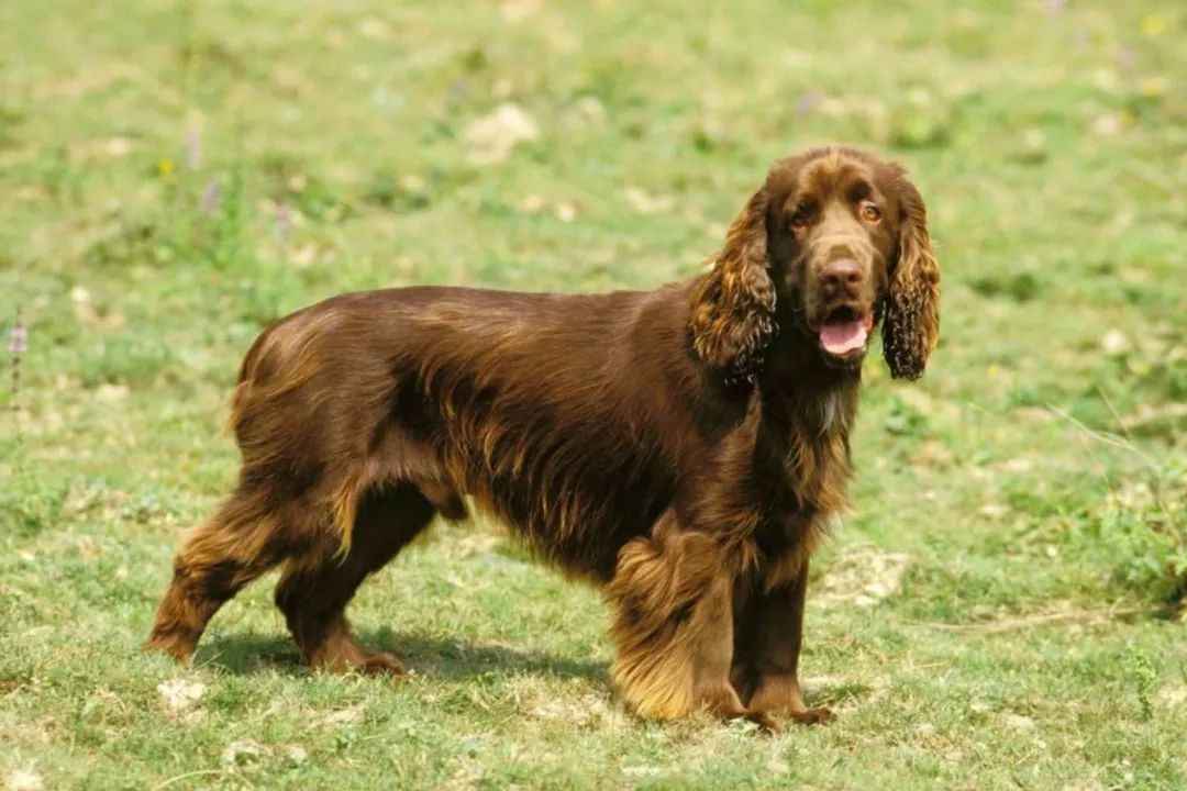 Field Spaniel: A Resilient Sporting Breed with a Rich Heritage