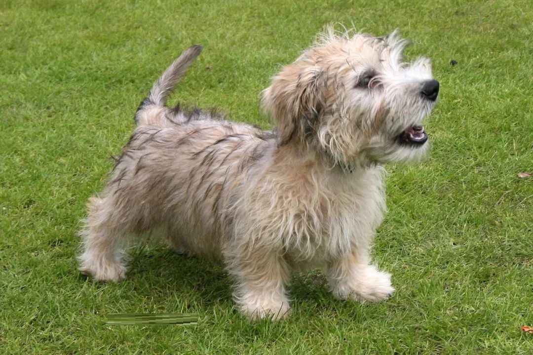 Glen of Imaal Terrier: A Loyal Irish Breed with Ancient Roots and Modern Appeal