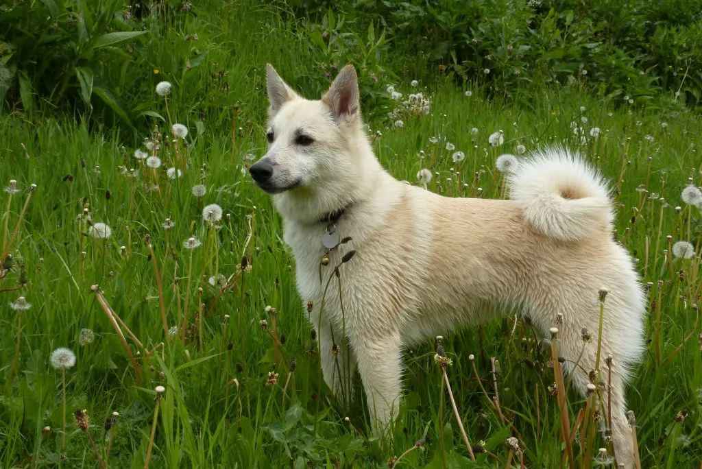 Norwegian Buhund: The Loyal Guardian of Nordic Millennium Farms