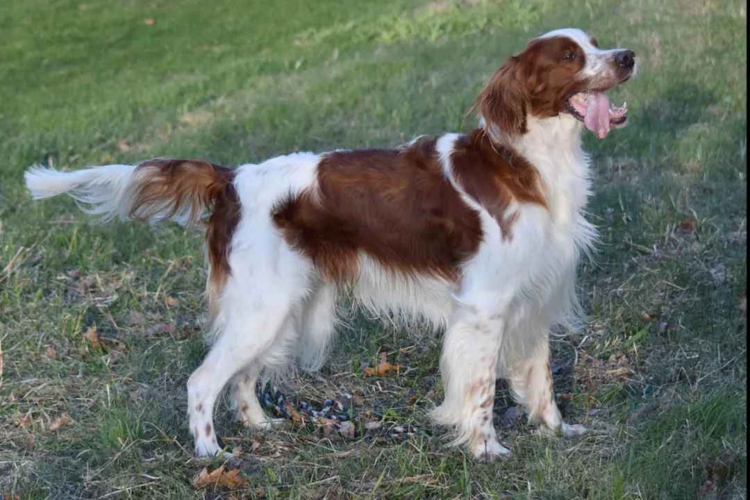 White Setter: A Timeless Legacy of Grace and Grit