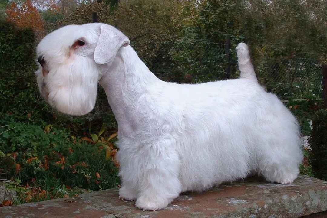 Champion Legacy and Endangered Status: Unveiling the Sealyham Terrier’s Tale