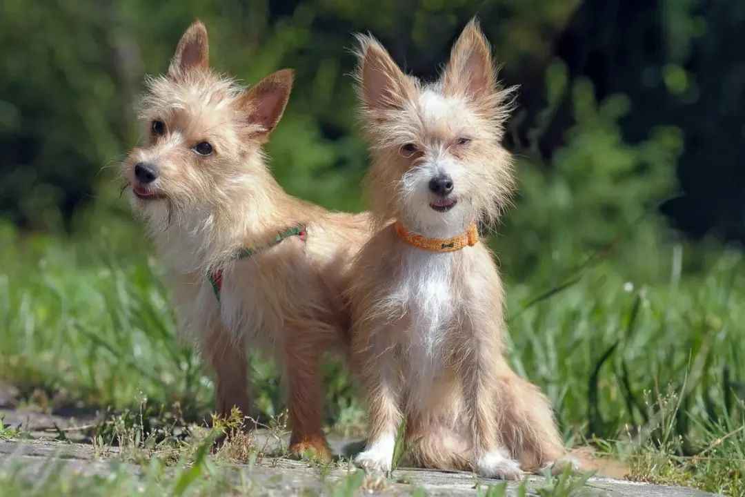 Portuguese Podengo Pequeno: From Phoenician Ships to 2025 International Dog Show - A Timeless Legend