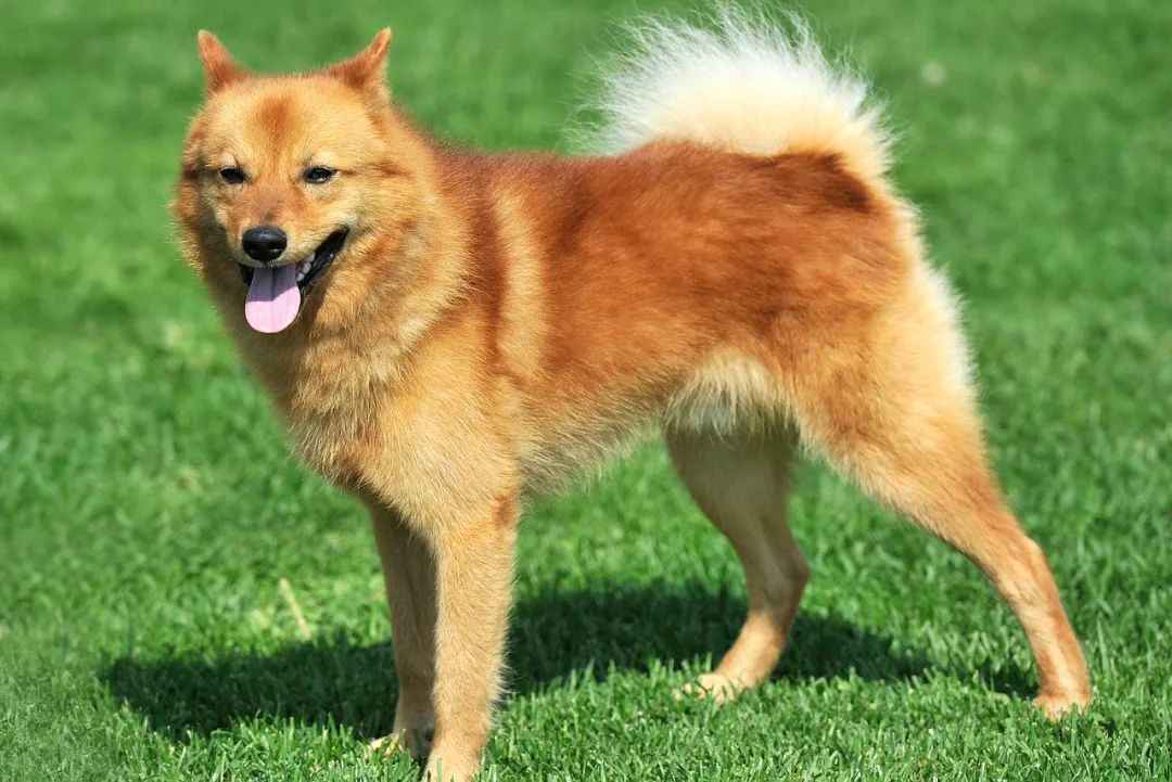 Finnish Spitz: The Ancient Hunter and Loyal Companion of Nordic Forests