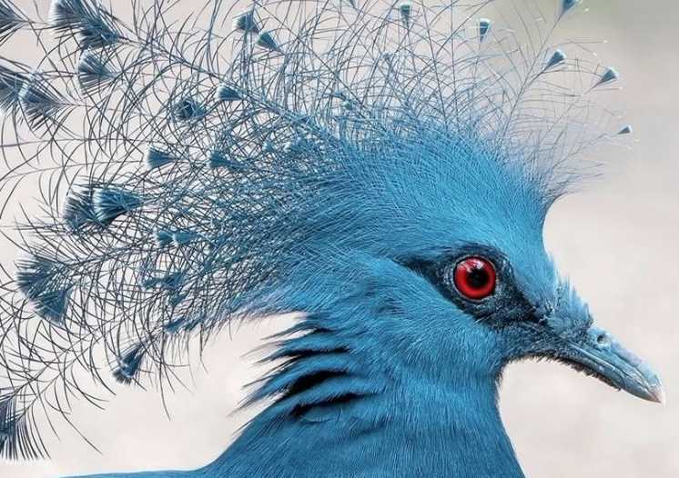 The Victoria Crowned Pigeon: New Guinea’s Royal Avian Gem and the Largest Pigeon on Earth