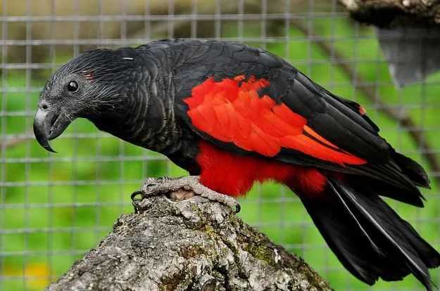 The Dracula Parrot: New Guinea’s Mysterious Avian Noble in Gothic Attire