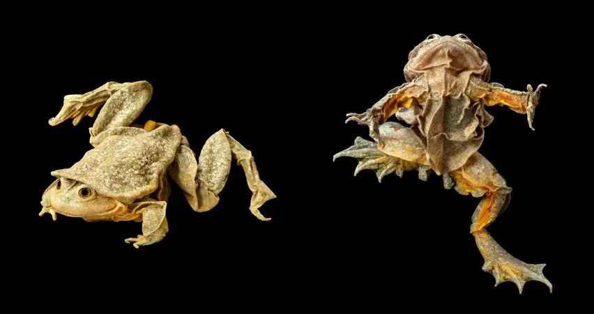 Andes' "Wrinkled Frog" Faces Extinction, Adapting to Thin Oxygen with Unique Skin